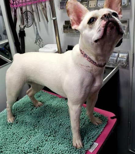 Penelope The French Bull Dog 2.jpg